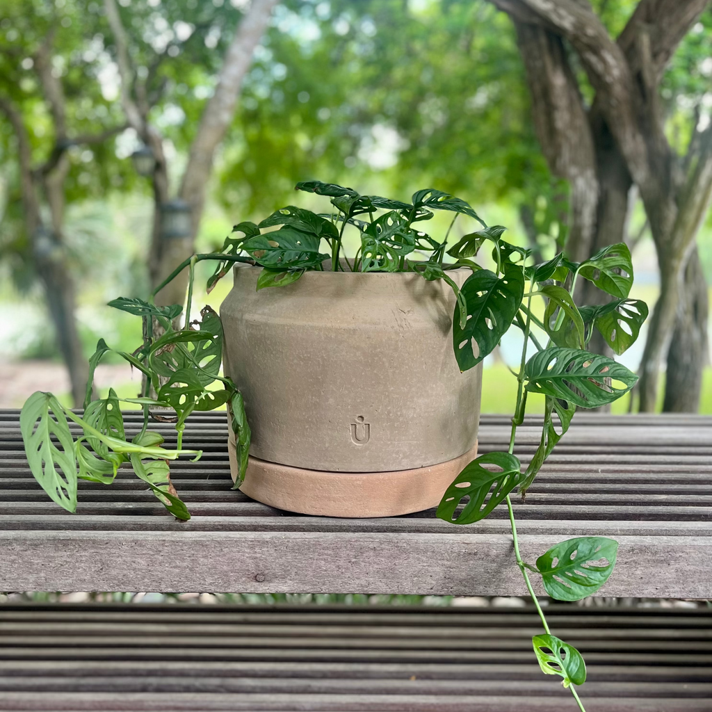 Studio CM | Green plant in a beige pot on a wooden bench with a blurred natural background