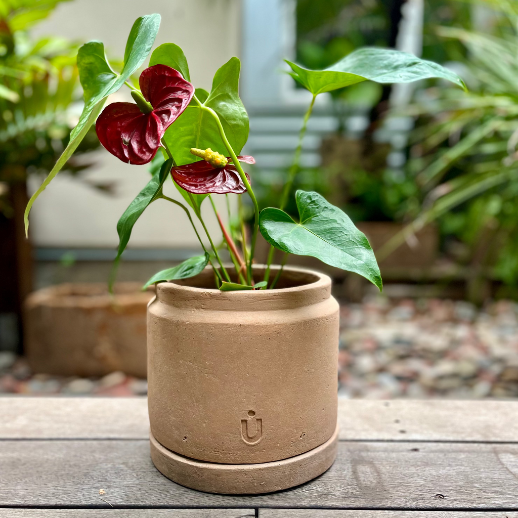 Studio CM | Potted plant with red and green leaves in a terracotta pot on a wooden surface.