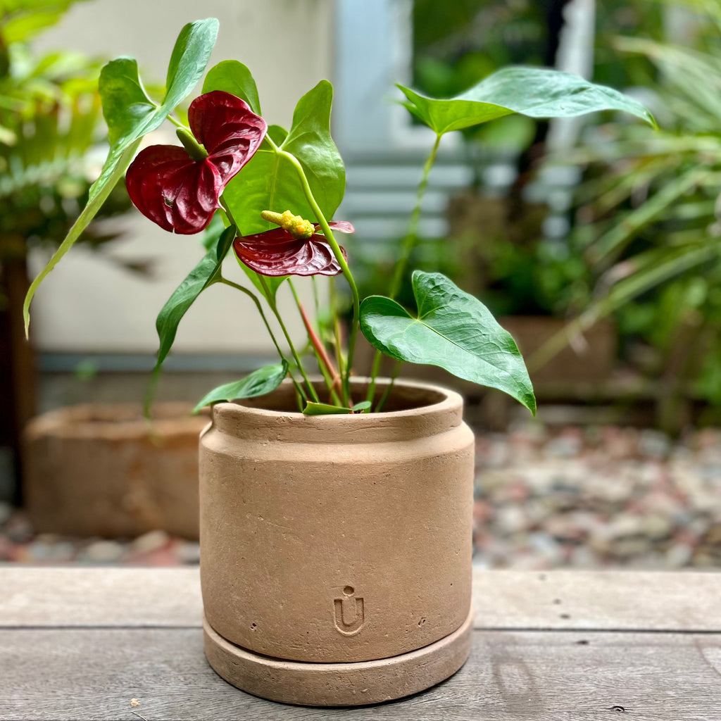 Studio CM | A short cylindrical and modern planter made of terracotta that comes with it's matching dish